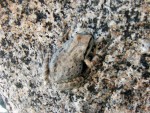 camouflage frog -can you believe how much he looks like that rock?!!!