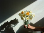stilllife_daffodils